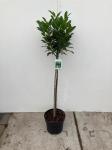 Prunus l. 'Caucasica', bol