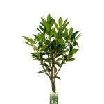 Prunus l. 'Caucasica', bol