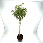 Prunus lusitanica 'Angustifolia', bol