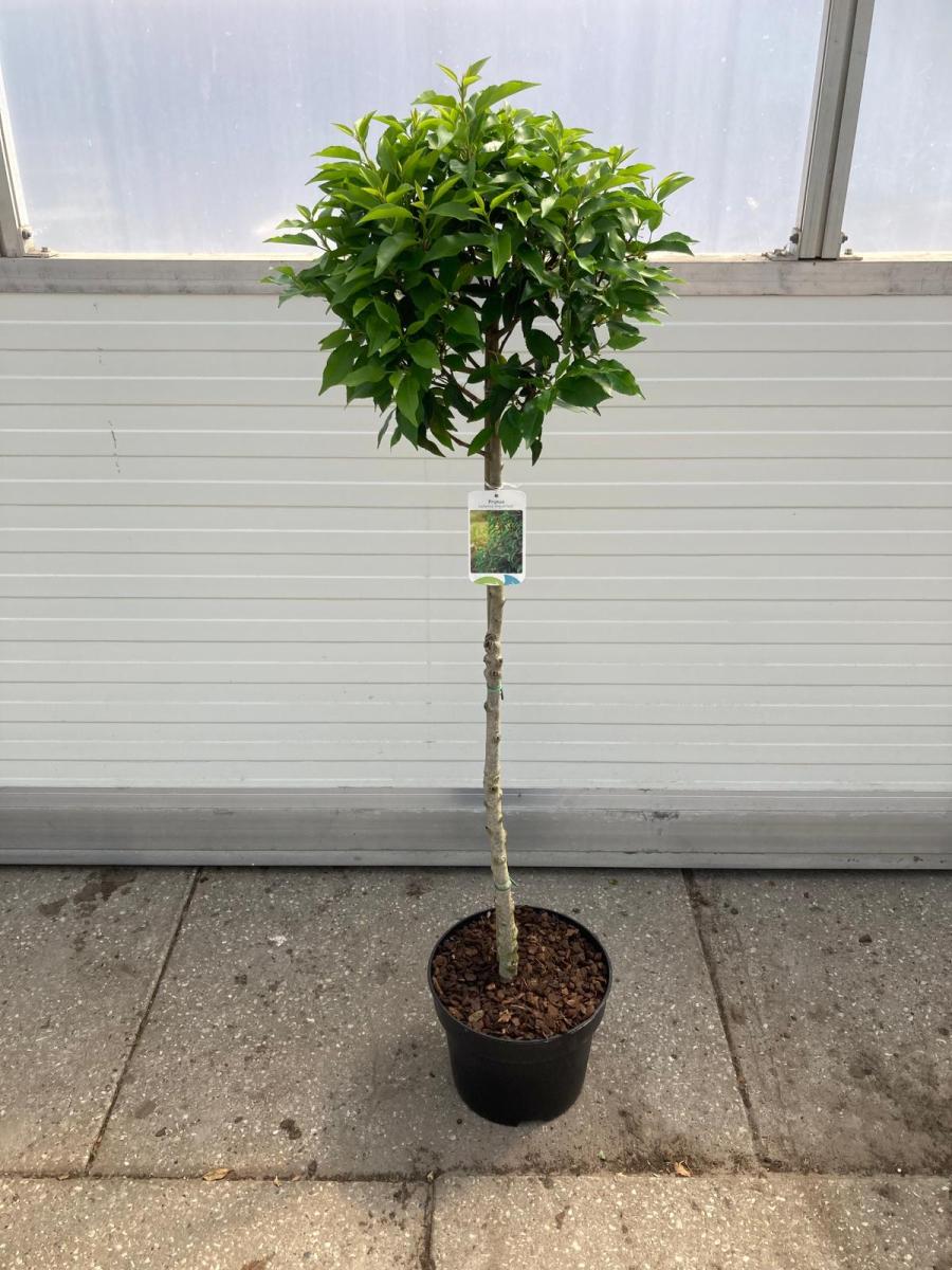 Prunus lusitanica 'Angustifolia', bol