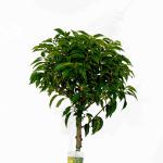 Prunus lusitanica 'Angustifolia', bol