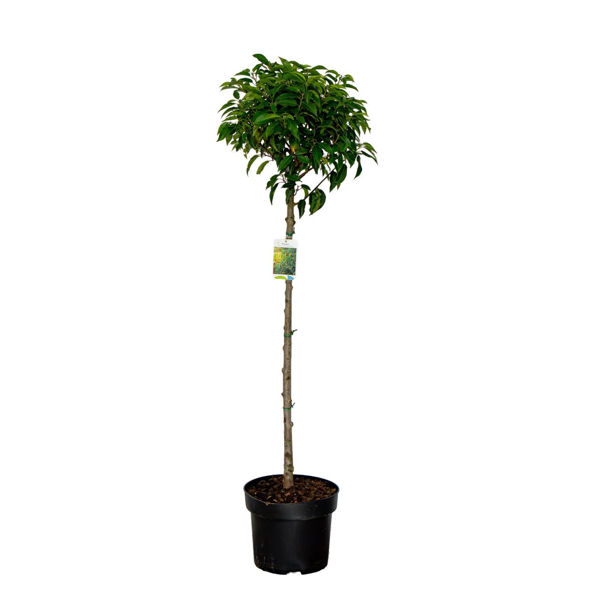 Prunus lusitanica 'Angustifolia', bol