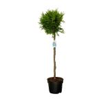 Thuja occ. 'Brabant', kroon