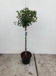 Viburnum tinus, bol