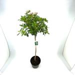 Viburnum tinus, bol