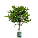 Viburnum tinus, bol
