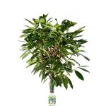 Prunus l. 'Caucasica', bol