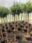 Taxus baccata, bol
