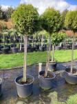 Thuja occ. 'Smaragd', bol