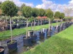 Thuja occ. 'Smaragd', bol
