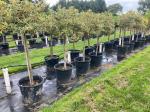 Ilex aq. 'Argentea Marginata'