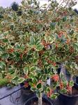 Ilex aq. 'Argentea Marginata'