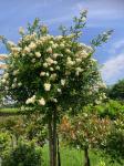 Ligustrum ovalifolium