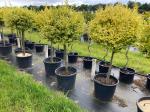 Ligustrum oval. 'Aureum'