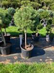 Pinus nigra nigra, kroon