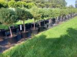 Pinus nigra nigra, kroon