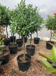 Prunus l. 'Caucasica'