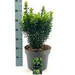 Euonymus jap. 'Green Spire'