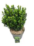 Euonymus jap. 'Green Spire'