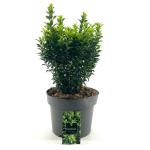 Euonymus jap. 'Green Spire'
