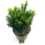Euonymus jap. 'Green Spire'