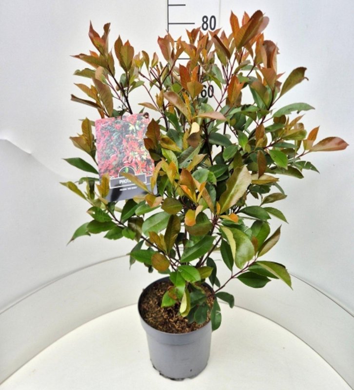 Photinia fraseri 'Red Robin'