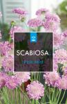 Scabiosa col. 'Pink Mist'