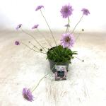 Scabiosa col. 'Pink Mist'