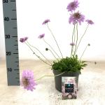 Scabiosa col. 'Pink Mist'