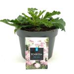 Scabiosa col. 'Pink Mist'