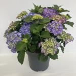 Hydrangea m. 'Bela', blauw