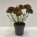 Hydrangea m. 'Bela', blauw