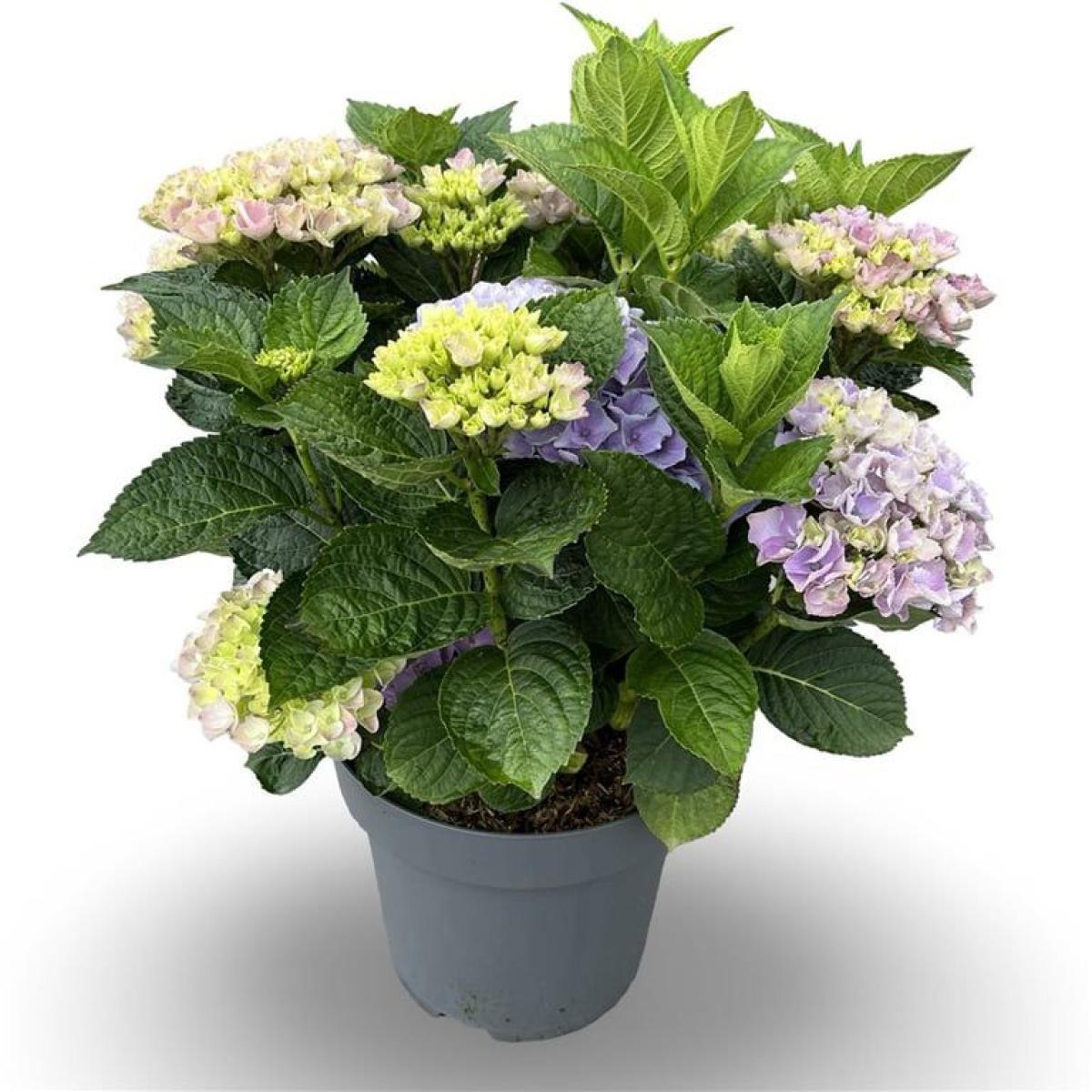 Hydrangea m. 'Bela', blauw
