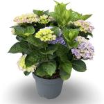 Hydrangea m. 'Bela', blauw