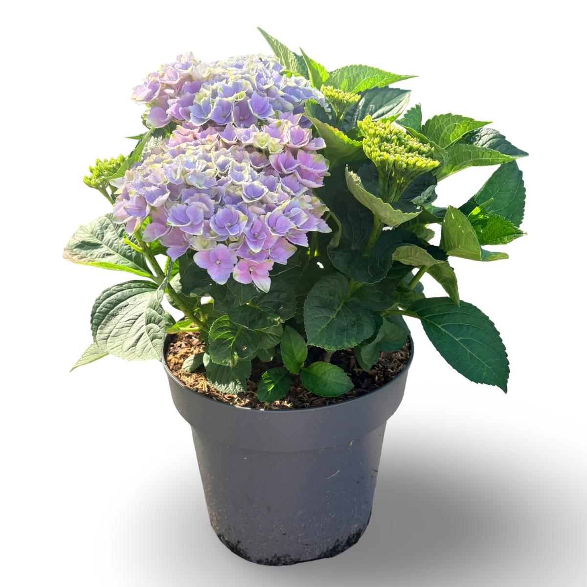 Hydrangea m. 'Bela', blauw