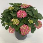 Hydrangea m. 'King George VII', rose