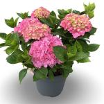 Hydrangea m. 'King George VII', rose