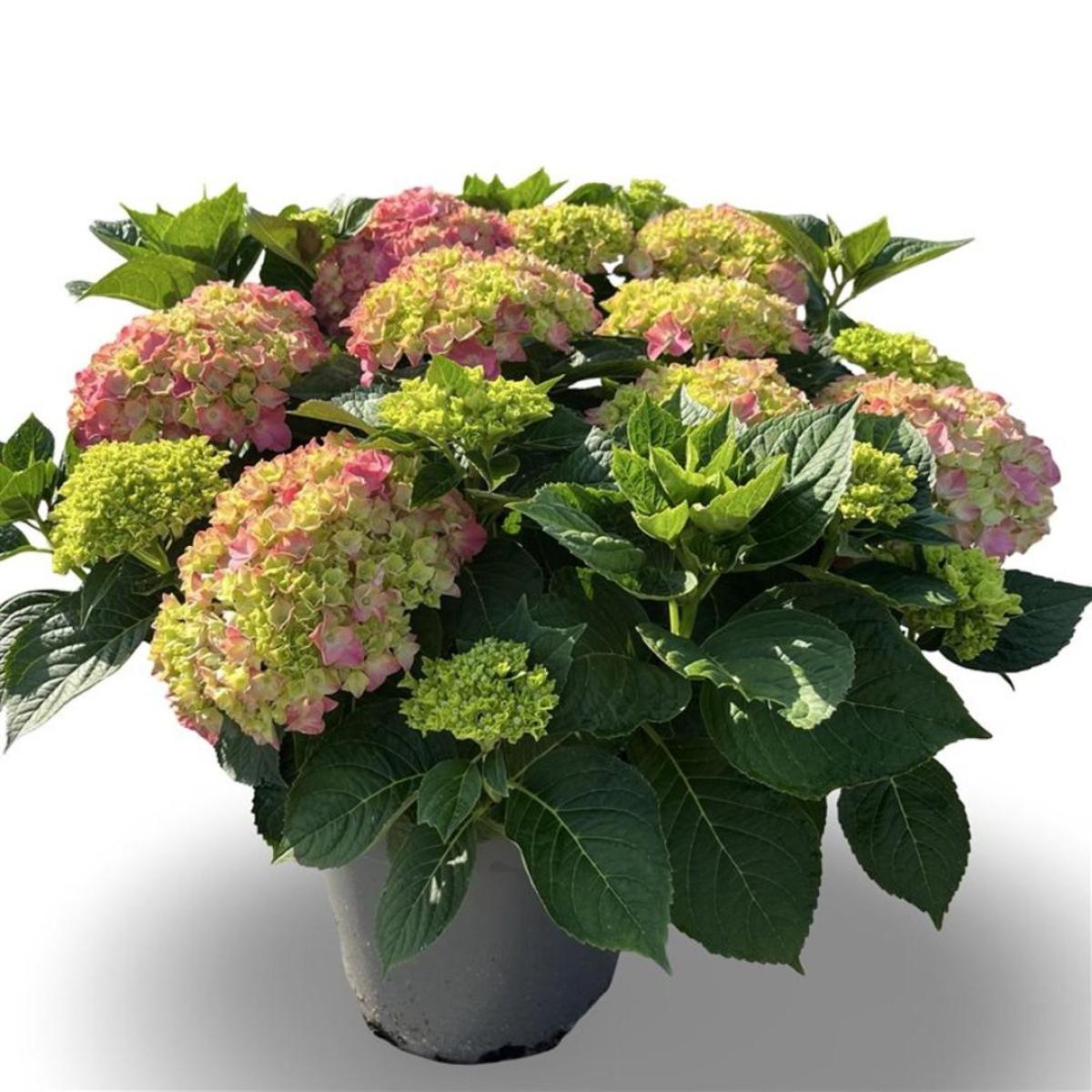 Hydrangea m. 'King George VII', rose
