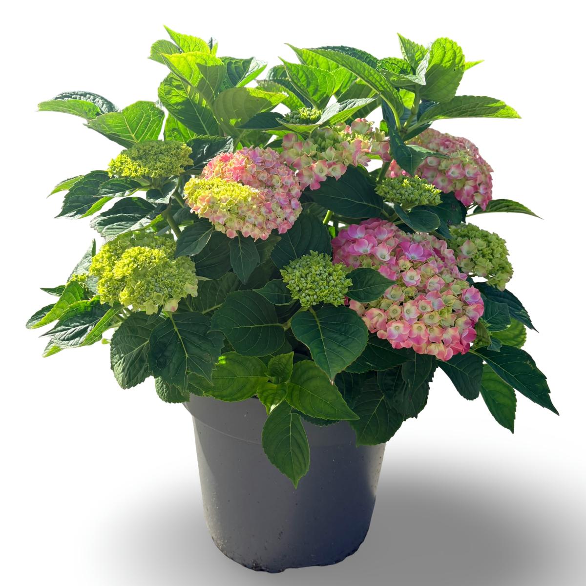 Hydrangea m. 'King George VII', rose