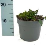 Ajuga reptans