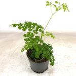 Thalictrum del. Splendide White