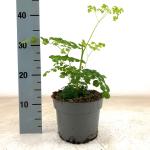 Thalictrum del. Splendide White