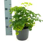 Thalictrum del. Splendide White