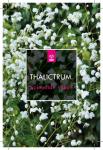 Thalictrum del. Splendide White