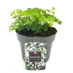 Thalictrum del. Splendide White