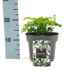 Thalictrum del. Splendide White
