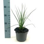 Kniphofia 'Redhot Popsicle'