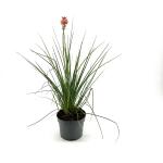 Kniphofia 'Redhot Popsicle'