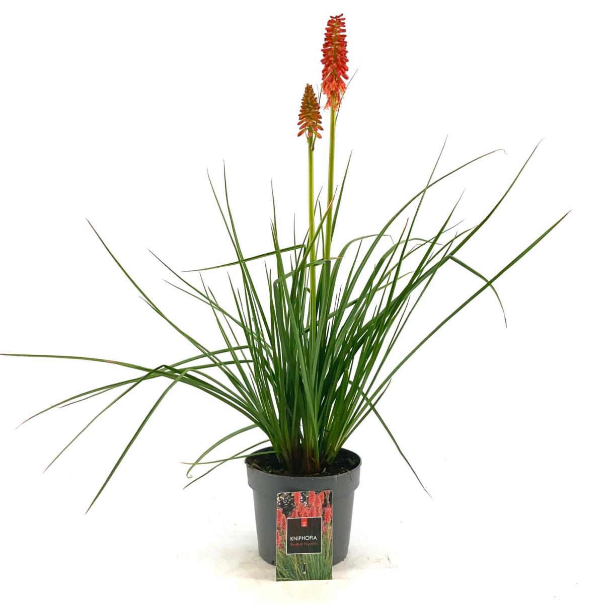 Kniphofia 'Redhot Popsicle'