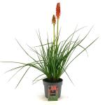 Kniphofia 'Redhot Popsicle'